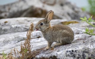 Картинка заяц, животное, высунутый язык