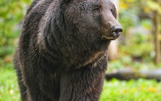 Картинка медведь, животное, дикая природа