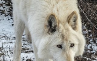 Картинка белый волк, волк, дикое животное