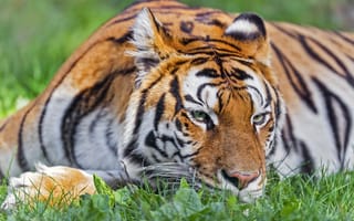Картинка тигр, голова, полосатый