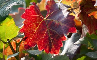 Картинка лист, осень, виноград
