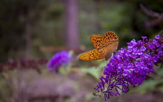 Обои бабочка, цветы, крылья
