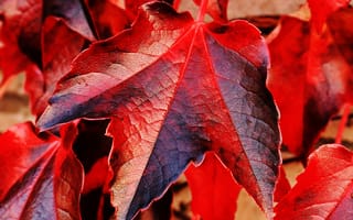 Картинка плющ, листья, красный