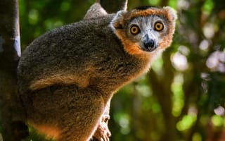 Картинка венценосный лемур, лемур, дикая природа