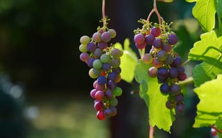 Картинка виноград, лоза, ягоды