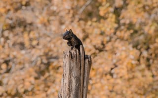 Картинка белка, сидеть, испуг