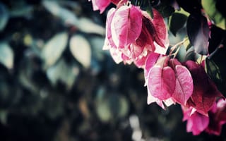 Картинка бугенвиллия, ветка, листья