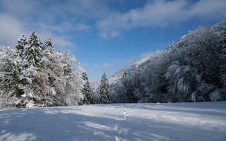Картинка елки, деревья, снег