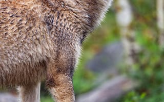 Картинка волк, хищник, животное