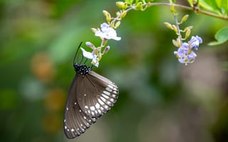 Картинка бабочка, крылья, цветок