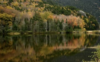 Картинка лес, отражение, озеро