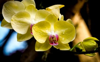 Картинка орхидея, лепестки, макро