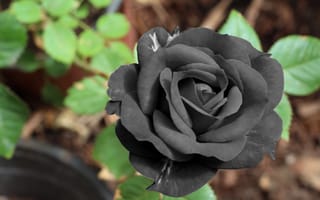 Картинка черная роза, цветок, бутон