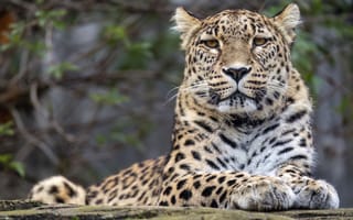 Картинка леопард, большая кошка, хищник