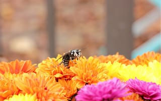 Картинка пчела, цветы, опыление