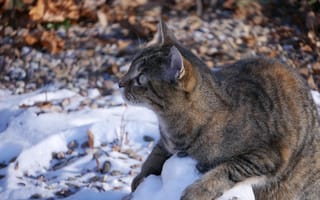 Картинка кот, снег, полосатый