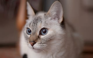 Картинка кот, морда, голубоглазая