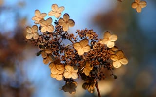 Картинка гортензия, цветок, осень