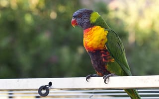 Обои попугай, птица, многоцветный