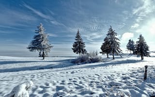 Картинка деревья, зима, снег