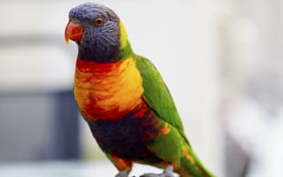 Картинка попугай, птица, разноцветный