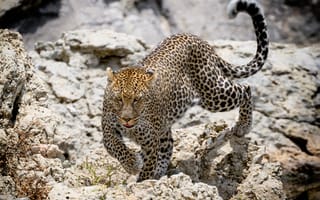 Картинка леопард, дикое животное, большая кошка