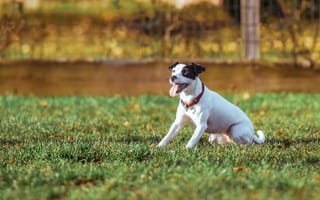 Картинка собака, трава, игривый