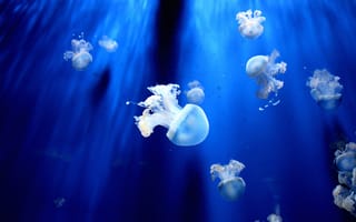 Картинка медуза, подводный мир, щупальцы