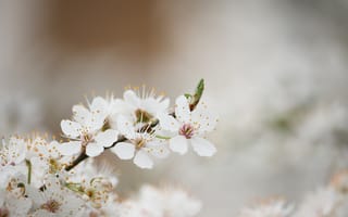 Картинка цветение, весна, дерево