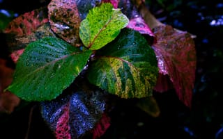 Картинка растение, листья, мокрый