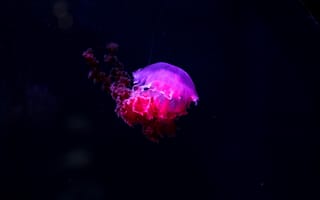 Картинка медуза, светиться, фосфор