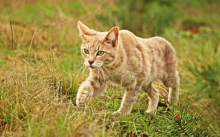 Картинка кот, трава, прогулка