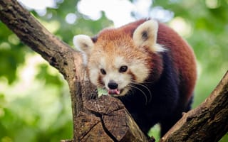 Картинка красная панда, малая панда, дерево