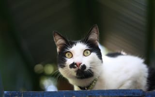 Картинка кот, пятнистый, морда