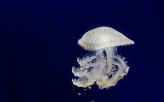 Картинка медуза, щупальцы, подводный мир