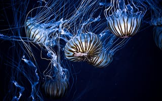 Картинка медузы, подводный мир, полосы
