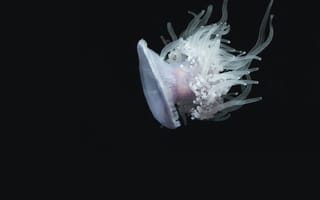 Картинка медуза, водный, щупальцы