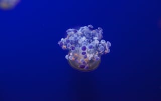 Картинка медуза, щупальцы, подводный мир