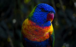 Обои попугай, окрас, разноцветный