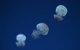 Картинка медуза, подводный мир, пятна