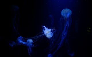 Картинка медузы, щупальцы, сплетение
