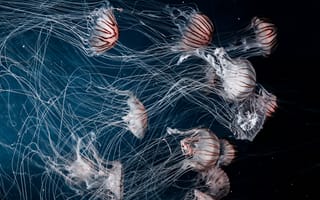Обои медузы, подводный мир, плавать