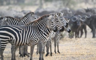 Картинка зебры, животные, полоски