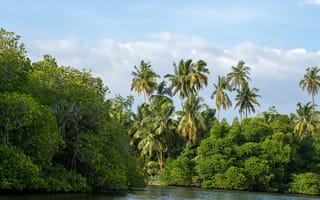 Картинка пальмы, деревья, река