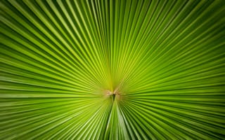 Картинка лист, растение, симметрия