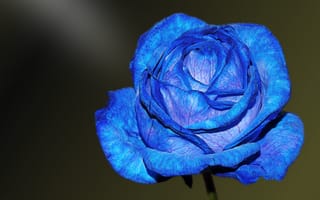 Картинка синяя роза, бутон, лепестки
