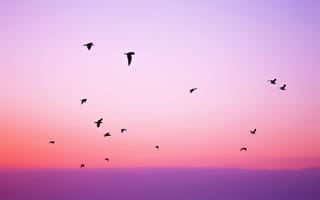 Картинка птицы, небо, полет