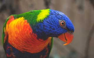 Картинка многоцветный лорикет, попугай, птица