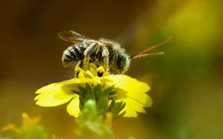 Картинка пчела, макро, цветок