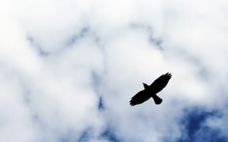 Обои птица, полет, небо